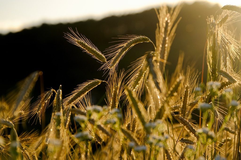 crop monitor photo